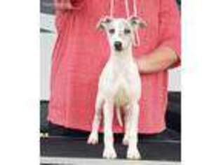 Whippet Puppy for sale in Max Meadows, VA, USA
