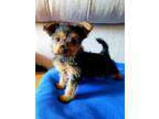 Yorkshire Terrier Puppy for sale in Maricopa, AZ, USA