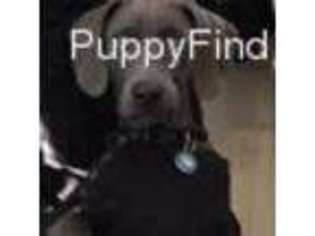 Weimaraner Puppy for sale in Shoals, IN, USA