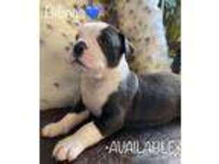 Alapaha Blue Blood Bulldog Puppy for sale in Dacula, GA, USA