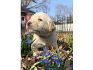 Labradoodle Puppy for sale in Geneseo, IL, USA