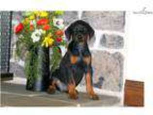 Doberman Pinscher Puppy for sale in Lancaster, PA, USA