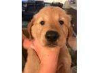 Golden Retriever Puppy for sale in Universal City, TX, USA