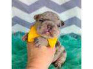 French Bulldog Puppy for sale in Granbury, TX, USA