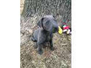 Great Dane Puppy for sale in Thayer, MO, USA