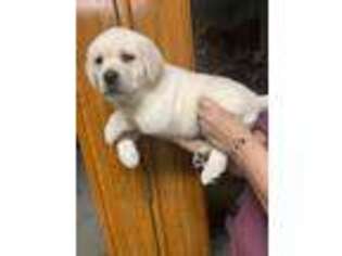 Labrador Retriever Puppy for sale in Blacksburg, VA, USA