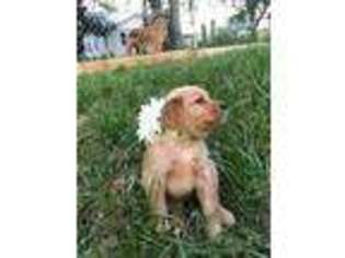 Golden Retriever Puppy for sale in Rogersville, TN, USA