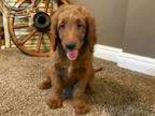 Goldendoodle Puppy for sale in Stevens, PA, USA