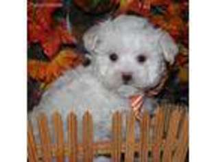Maltese Puppy for sale in Rising City, NE, USA