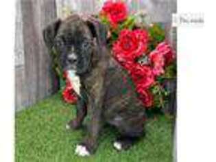 Boxer Puppy for sale in Fort Wayne, IN, USA