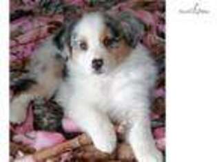 Australian Shepherd Puppy for sale in Fort Worth, TX, USA