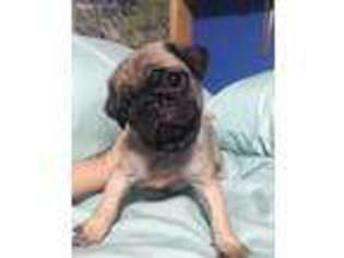 Pug Puppy for sale in Pine Village, IN, USA