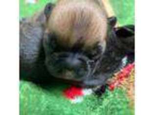 French Bulldog Puppy for sale in Kinston, AL, USA