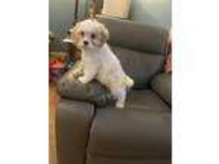 Cavachon Puppy for sale in Carlton, GA, USA
