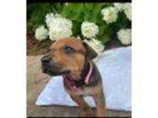 Rhodesian Ridgeback Puppy for sale in Pine Hill, AL, USA