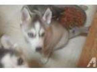 Siberian Husky Puppy for sale in LYNCHBURG, VA, USA