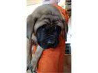 Mastiff Puppy for sale in Lebanon, OH, USA