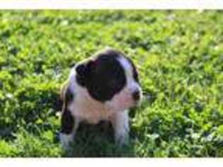 Boston Terrier Puppy for sale in Montgomery, PA, USA