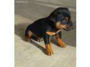 Jack Russell Terrier Puppy for sale in Jonesville, LA, USA