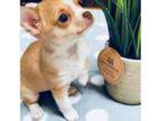 Chihuahua Puppy for sale in Due West, SC, USA