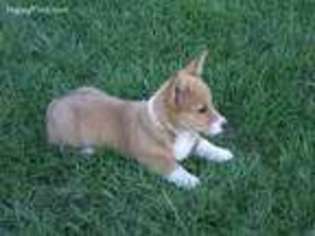 Pembroke Welsh Corgi Puppy for sale in Pittsburg, TX, USA