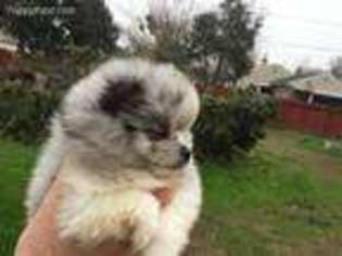 Pomeranian Puppy for sale in Stockton, CA, USA