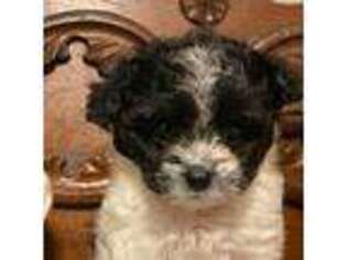 Mutt Puppy for sale in Nacogdoches, TX, USA