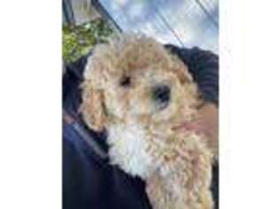 Goldendoodle Puppy for sale in Elburn, IL, USA