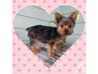 Yorkshire Terrier Puppy for sale in ORTING, WA, USA