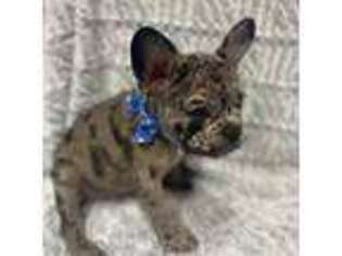 French Bulldog Puppy for sale in Boone, IA, USA