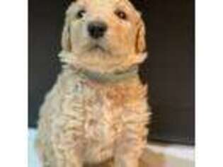 Goldendoodle Puppy for sale in Chantilly, VA, USA