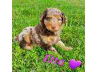 Mutt Puppy for sale in Minerva, OH, USA