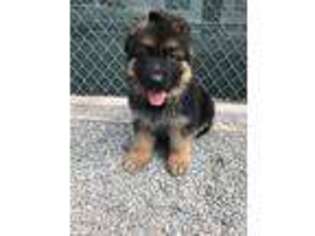 German Shepherd Dog Puppy for sale in Billerica, MA, USA