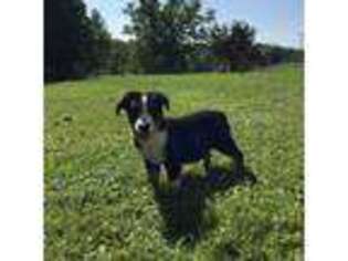 Greater Swiss Mountain Dog Puppy for sale in Dundee, OH, USA