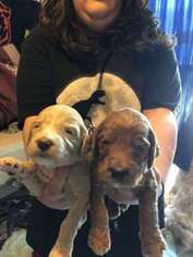 Mutt Puppy for sale in Almo, KY, USA