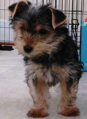 Yorkshire Terrier Puppy for sale in Ashburn, VA, USA