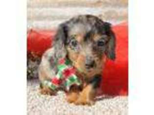 Dachshund Puppy for sale in Caulfield, MO, USA