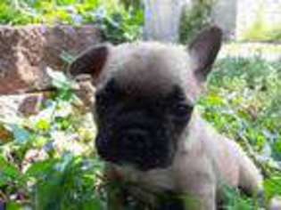 French Bulldog Puppy for sale in Centralia, MO, USA