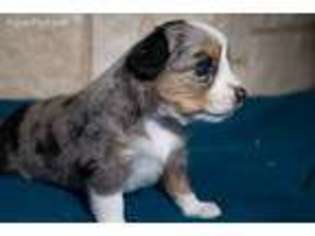 Miniature Australian Shepherd Puppy for sale in Joshua, TX, USA