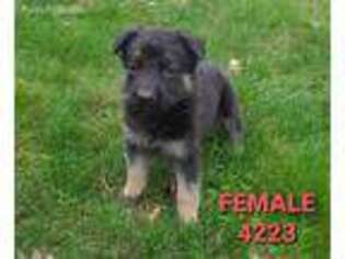 German Shepherd Dog Puppy for sale in Pittsfield, NH, USA