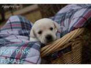 Labrador Retriever Puppy for sale in Crowley, TX, USA