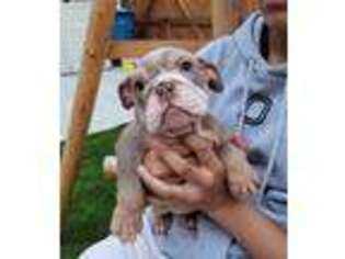 Bulldog Puppy for sale in Plainfield, IL, USA