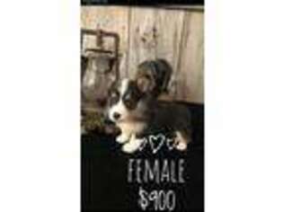 Pembroke Welsh Corgi Puppy for sale in Peebles, OH, USA