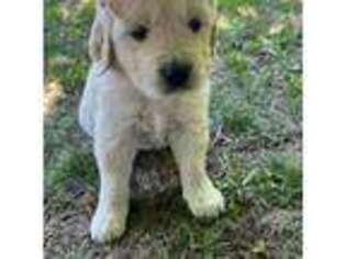 Golden Retriever Puppy for sale in Peshastin, WA, USA