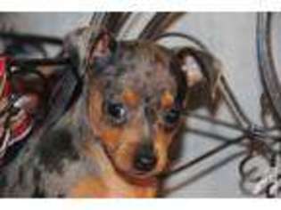 Harlequin Pinscher Puppy for sale in GLEN ALLEN, VA, USA