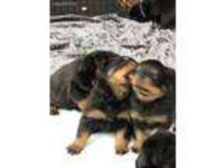 Rottweiler Puppy for sale in Carmel, NY, USA