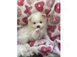 Pomeranian Puppy for sale in Ozark, MO, USA