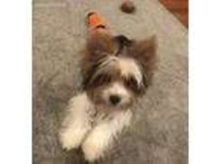 Yorkshire Terrier Puppy for sale in Gaithersburg, MD, USA