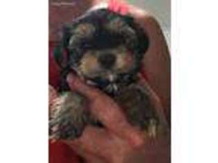 Yorkshire Terrier Puppy for sale in Mount Pleasant, MI, USA