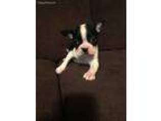 Boston Terrier Puppy for sale in Adams, NY, USA